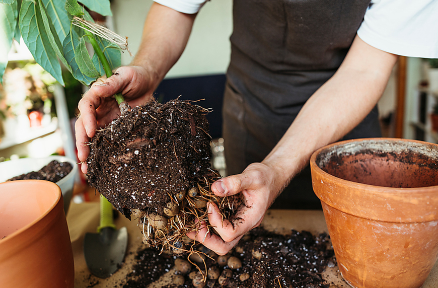 This is a picture of a plant soil and its roots